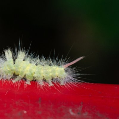 Calliteara pudibunda (štětconoš ořechový), Olomoučany