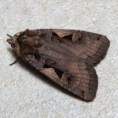 Xestia c-nigrum (osenice černé C), IT, Kuens, Jižní Tyrolsko