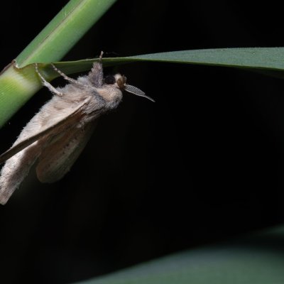 Phragmataecia castanea (drvopleň rákosový), Hrabětice