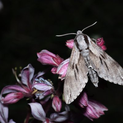 Sphinx pinastri (lišaj borový), PP Střelický les