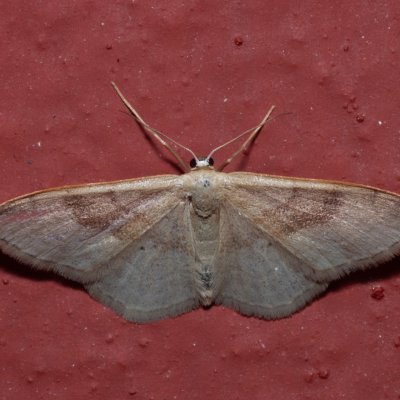Idaea bilinearia (žlutokřídlec hnědavý), GR, Makrata, Korfu