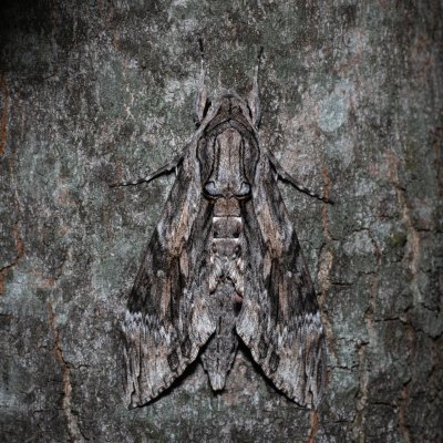 Agrius convolvuli (lišaj svlačcový), HR, Jablanac