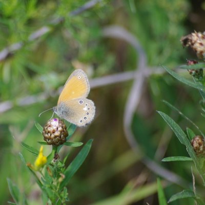 Coenonympha glycerion (okáč třeslicový), Židlochovice - Výhon