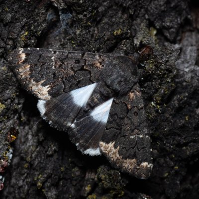 Catephia alchymista (hnědopáska alchymista), HR, Jablanac