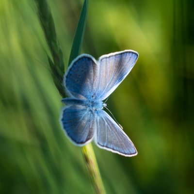Polyommatus icarus (modrásek jehlicový), PP Člupy