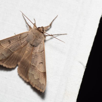 Minucia lunaris (hnědopáska dubová), PR Kamenný vrch