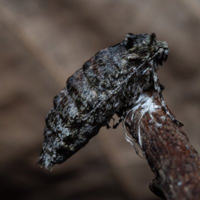 Phigalia pilosaria (drsnokřídlec hrušňový), PR Kamenný vrch