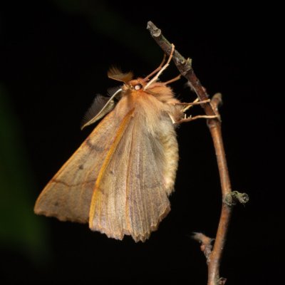 Colotois pennaria (zejkovec pozdní), Žebětín