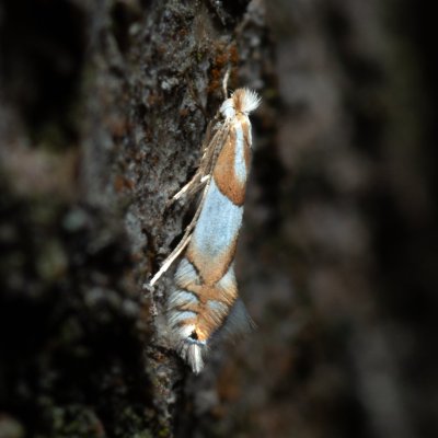 Phyllonorycter roboris (klíněnka dubová), Žebětín