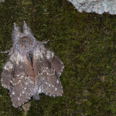 Stauropus fagi (hranostajník bukový), Hostěnice