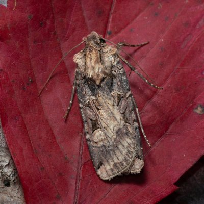 Opigena polygona (osenice jižní), PP Kavky