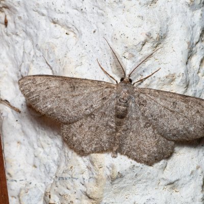 Hypomecis punctinalis (různorožec ovocný), SK, Súľov-Hradná