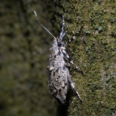 Diurnea fagella (šedivěnka jarní), PP Augšperský potok