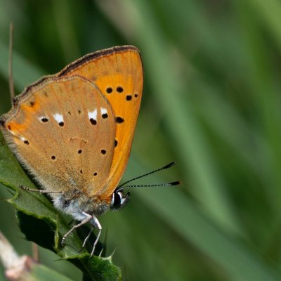 Lycaena virgaureae (ohniváček celíkový), SK, Štôla