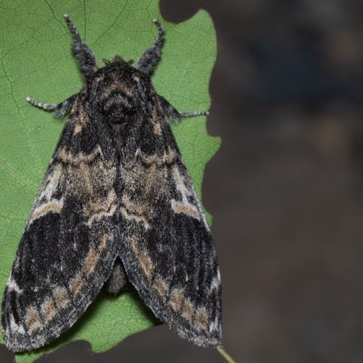 Notodonta tritophus (hřbetozubec topolový), Hády