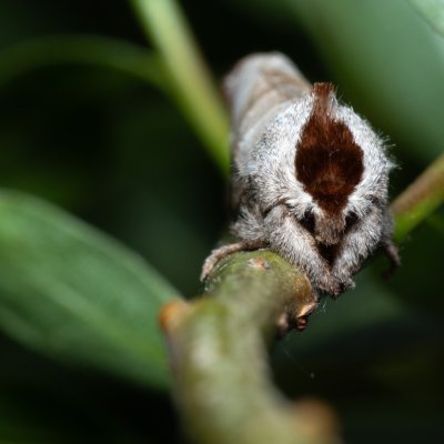 Clostera curtula (vztyčnořitka rudoskvrnná), Popůvky