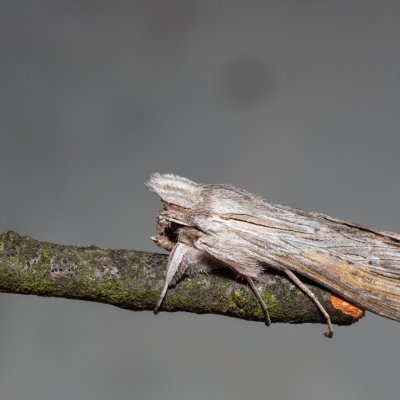 Cucullia umbratica (kukléřka mléčová), PP Skalky u Sedlece