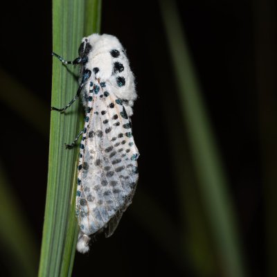 Zeuzera pyrina (drvopleň hrušňový), Kývalka