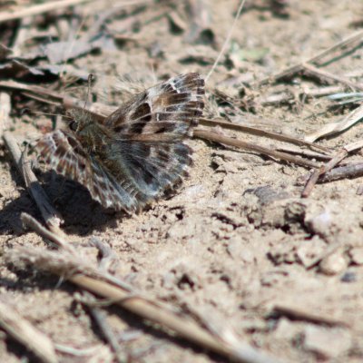Carcharodus alceae (soumračník slézový), NPP Pouzdřanská step - Kolby