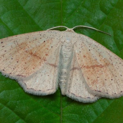 Cyclophora punctaria (očkovec dubový), PP Kavky