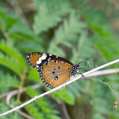 Danaus chrysippus (danaus východní), TH, Krabi