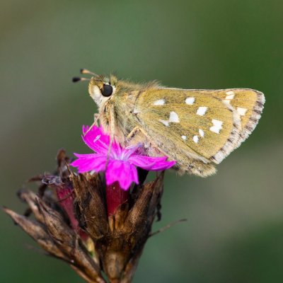 Hesperia comma (soumračník čárkovaný), PP Černice