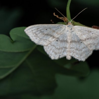 Scopula nigropunctata (vlnopásník jitrocelový), Žebětín