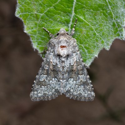 Hecatera dysodea (můra lociková), NPP Červený kopec