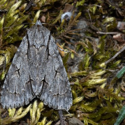Acronicta psi (šípověnka trnková), Hády