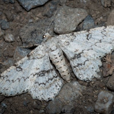 Ascotis selenaria (různorožec pelyňkový), Žebětín