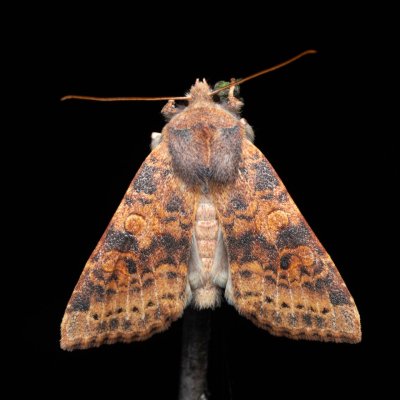 Xanthia ocellaris (zlatokřídlec topolový), Hády - odkaliště