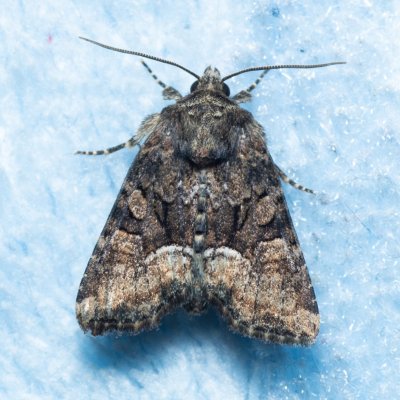 Oligia sp., Žebětín