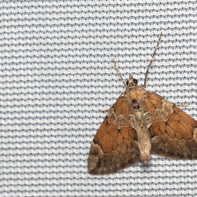 Thera obeliscata (píďalka sosnová), Hády