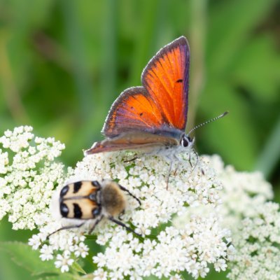 Lycaena hippothoe (ohniváček modrolemý), SK, Štôla