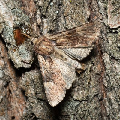 Apamea crenata (šedavka lemovaná), Žebětín