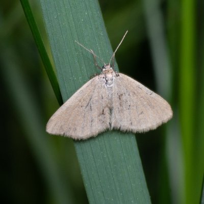 Minoa murinata (šedokřídlec pryšcový), Žebětín