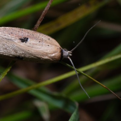 Acleris lorquiniana (-), Hrabětice