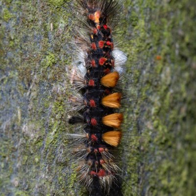 Orgyia antiqua (štětconoš trnkový), Podkomorské lesy, Kopeček