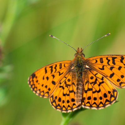 Boloria selene (perleťovec dvanáctitečný), PR Studnické louky