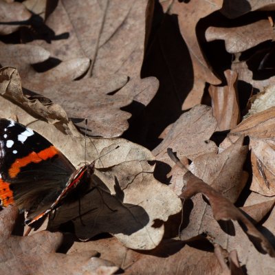 Vanessa atalanta (babočka admirál), Žebětín