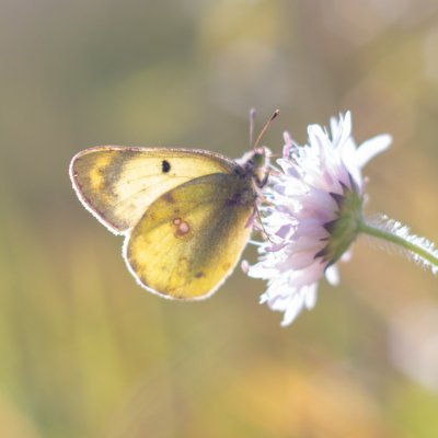 žluťásek ?, Ostrov u Macochy