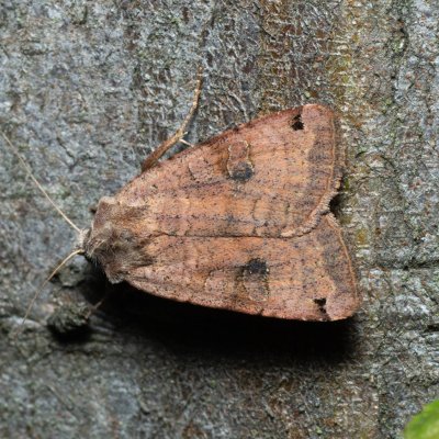 Xestia baja (osenice rulíková), Březina