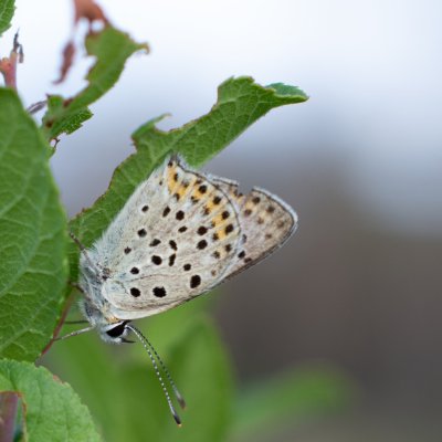 Lycaena tityrus (ohniváček černoskvrnný), NPR Mohelenská hadcová step