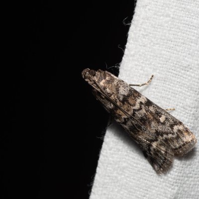 Dioryctria abietella (zavíječ smrkový), Říčky