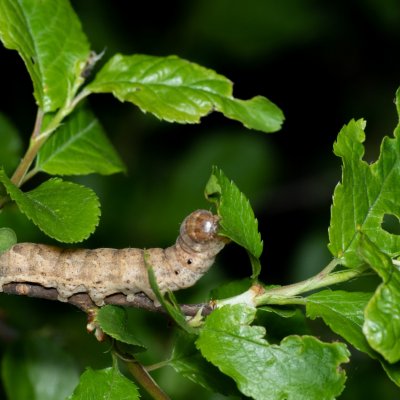 Noctua fimbriata (osenice zemáková), Žebětín