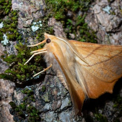 Ennomos fuscantaria (zejkovec jasanový), Hornek