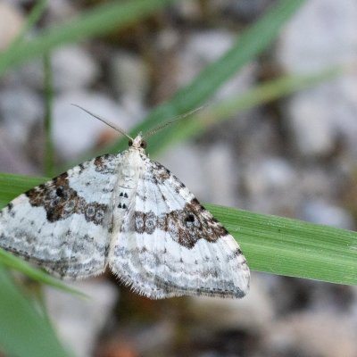Xanthorhoe montanata (píďalka šťovíková), IT, Kreuzbergpass, Jižní Tyrolsko