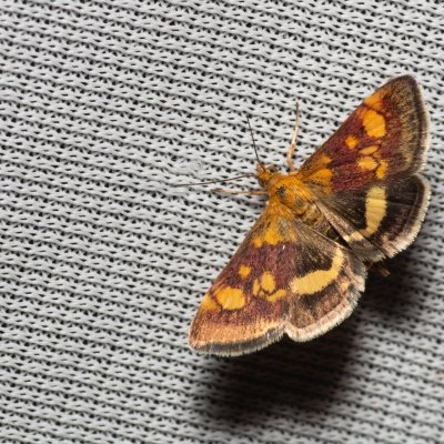 Pyrausta aurata (zavíječ zlatoskvrnný), PP Na cvičišti