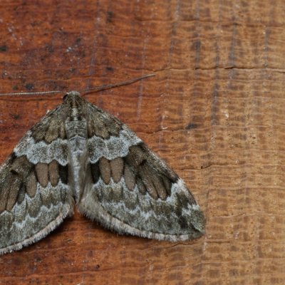 Thera variata (píďalka proměnlivá), Devět křížů