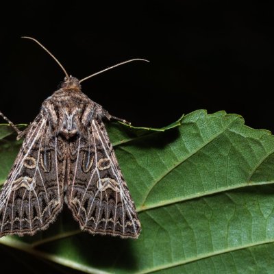 Tholera decimalis (můra jílková), Henčov